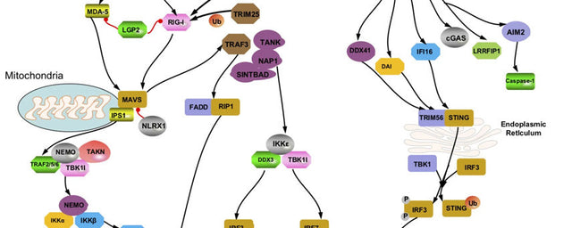 RIG-I-Like Receptor Signaling Pathway: A Complete Guide