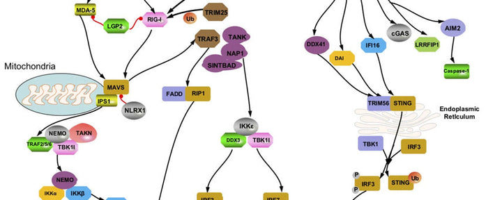 RIG-I-like receptor signaling pathway