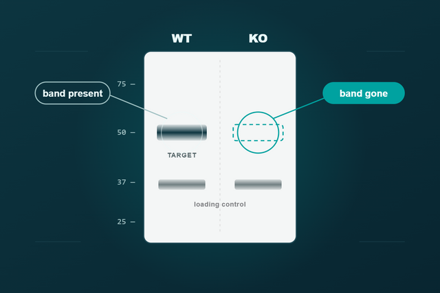 KO-Validated Antibodies: How to Read Knockout Data Critically