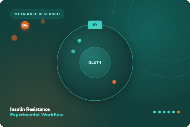 Insulin Resistance Models: A Complete Experimental Workflow