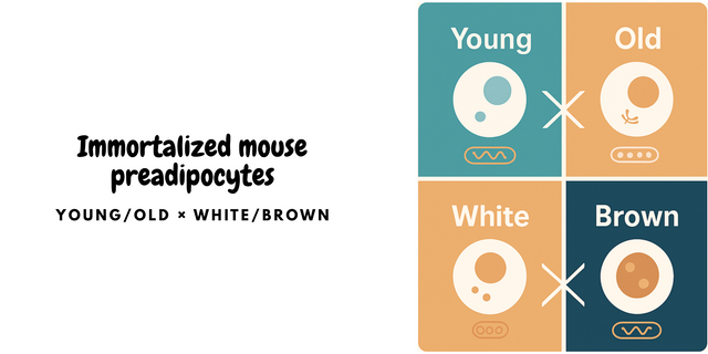 Mouse Preadipocyte Cell Lines: Brown, White, Young & Aged from UMD