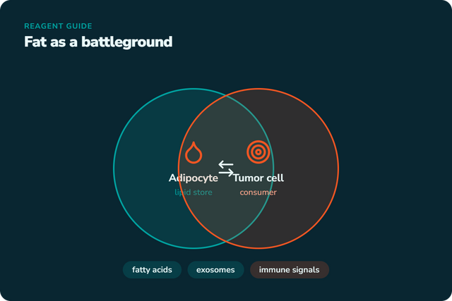 3T3-L1 Adipocytes and the Adipose Tumor Microenvironment: A Reagent Guide