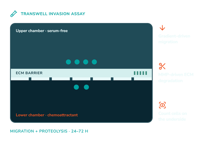 Invasion Assays: A Step-by-Step Experimental Workflow