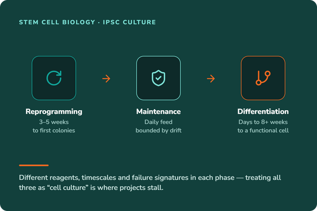 iPSC culture overview — three phases: reprogramming somatic cells to pluripotency, feeder-free maintenance, and directed differentiation to target cell types