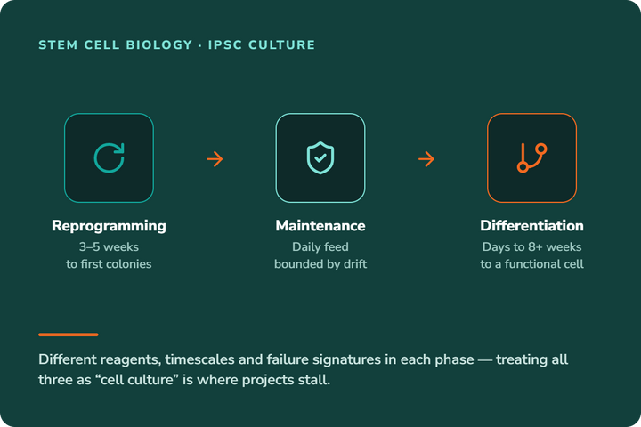 iPSC Culture Explained: What It Does and When to Use It