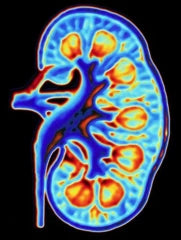 Studies have found that MAPK activity is involved in regulating cell adhesion to achieve cell movement and morphogenesis