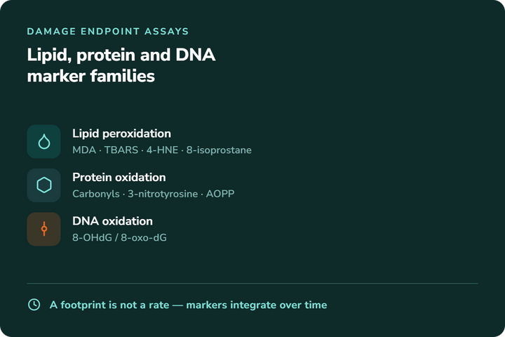 Oxidative Stress Markers: Lipid, Protein and DNA Assays Compared