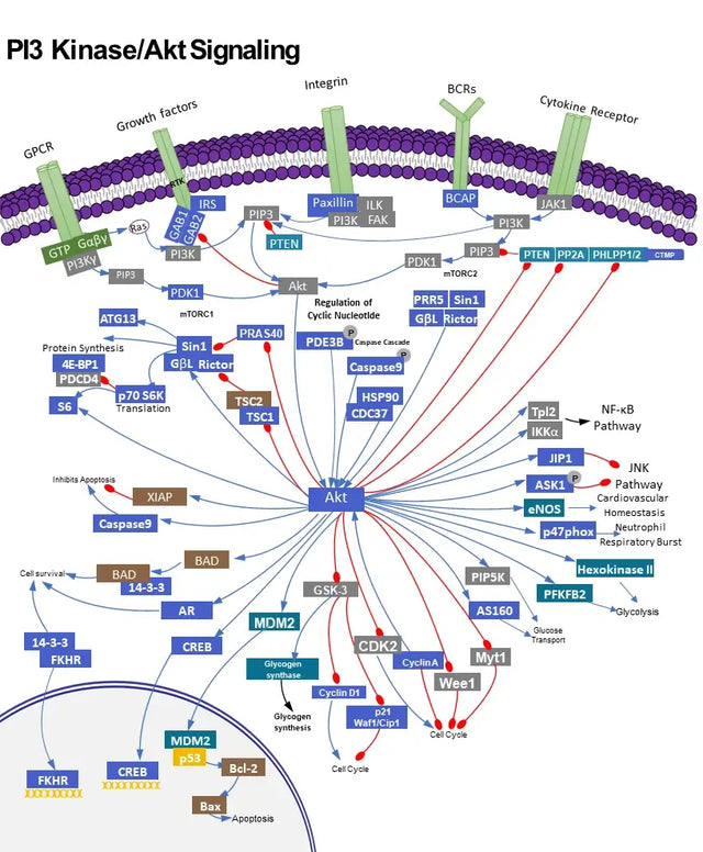 PI3K/AKT Signaling Pathway: Mechanisms, Cancer Mutations, and Therapeutic Targets
