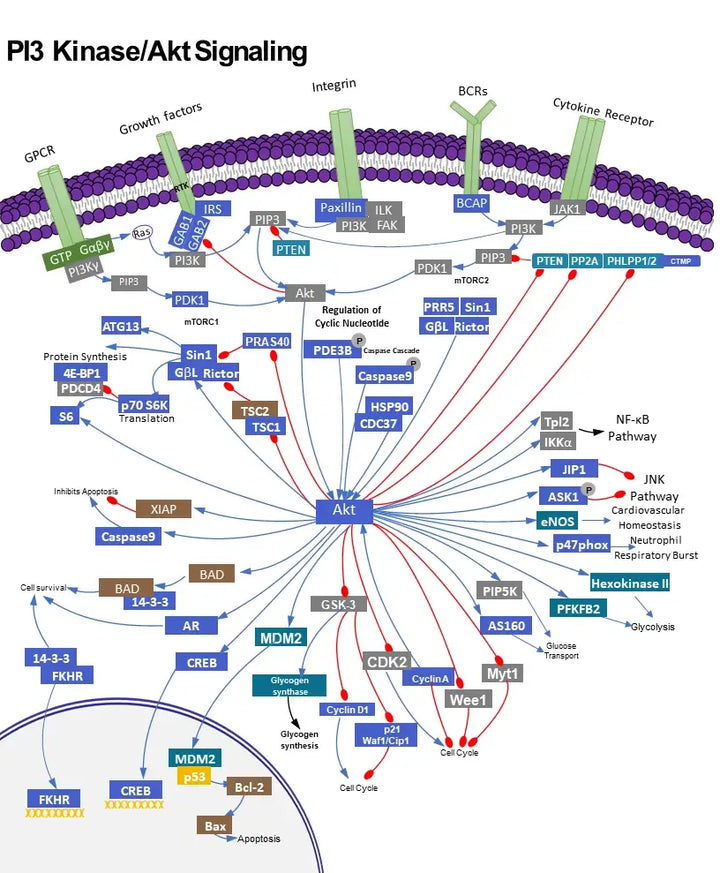 PI3K/AKT Signaling Pathway: Mechanisms, Cancer Mutations, and Therapeutic Targets