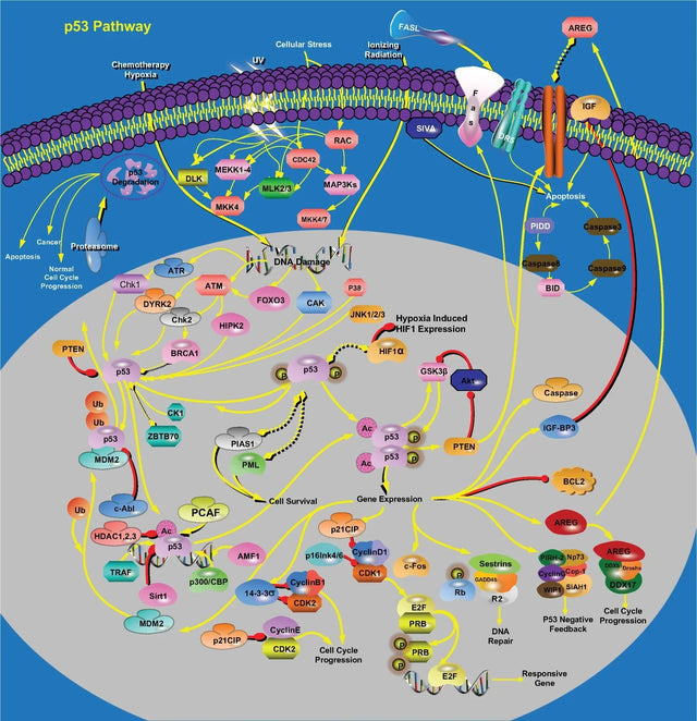 The p53 Tumor Suppressor Pathway: Structure, Activation, and Cancer