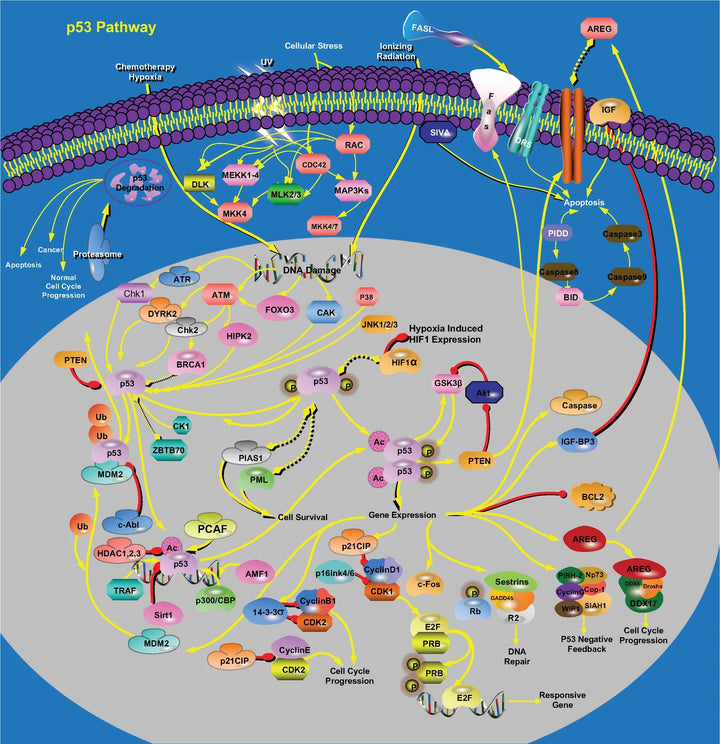 p53 Pathway