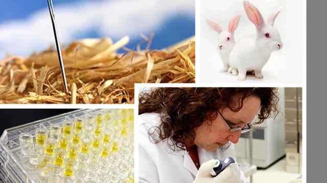 Phage Display Antibody Library Development: Technologies, Formats & Clinical Impact
