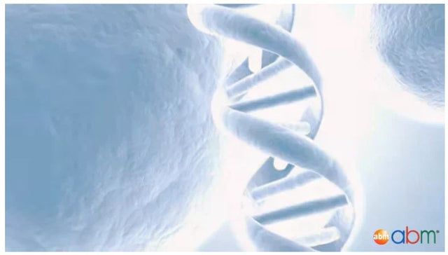 Polymerase Chain Reaction – Variations of DNA polymerase