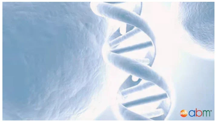 Polymerase Chain Reaction – Variations of DNA polymerase