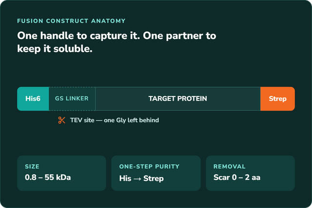 Protein purification tags fusion construct anatomy — His6 affinity handle, GS linker, TEV cleavage site, target protein and C-terminal Strep-tag II