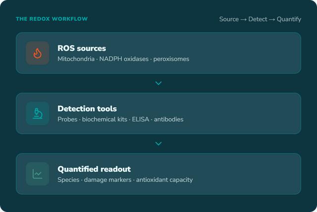 Reactive Oxygen Species Assay Tools: A Guide to Detecting ROS Across the Redox Workflow