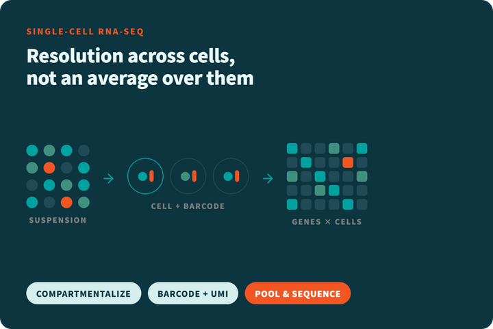 Single Cell RNA Sequencing Workflow: A Researcher's Primer