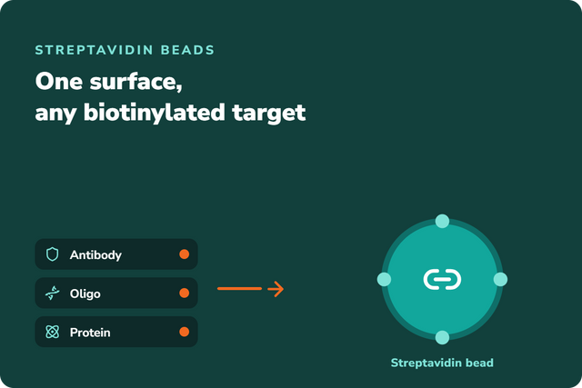 Streptavidin Magnetic Beads: How They Work, Protocol, and How to Choose