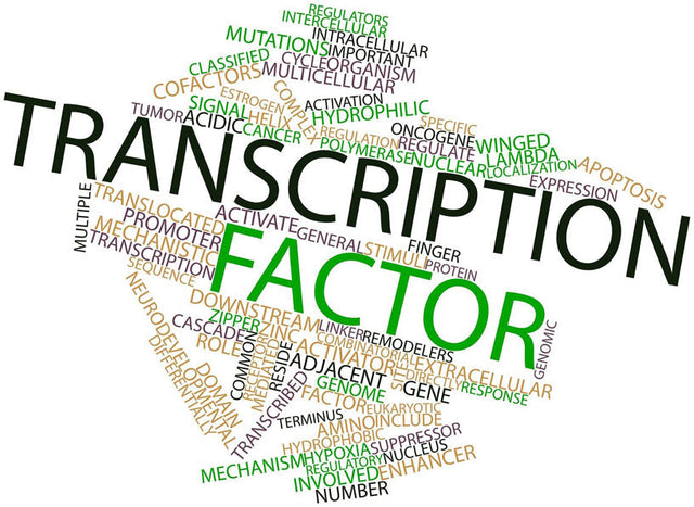 ATF4 (Activating Transcription Factor 4): The Master Regulator of the Integrated Stress Response