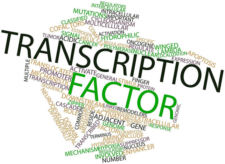 ATF4  (Activating Transcription Factor 4) Gene
