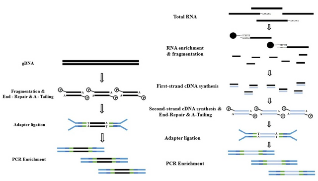 A one-stop solution for preparation of key raw materials in NGS library construction
