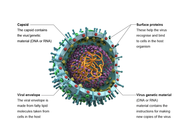 Deadly Virus Research: A Scientific Guide to the World's Most Lethal Pathogens