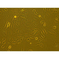 Cas9-Expression Monkey Primary Corneal Epithelial Cells product image