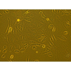 Cas9-Expression Monkey Primary Corneal Epithelial Cells product image