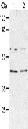AIMP2 Polyclonal Antibody – Figure 1 of 3