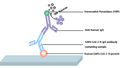Human SARS-CoV-2 N IgG Antibody ELISA Kit – Figure 1 of 1
