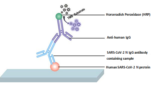 Human SARS-CoV-2 N IgG Antibody ELISA Kit – Figure 1 of 1