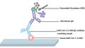 Human SARS-CoV-2 S1 RBD IgG Antibody ELISA Kit – Figure 1 of 1