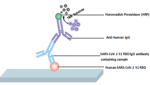 Human SARS-CoV-2 S1 RBD IgG Antibody ELISA Kit – Figure 1 of 1
