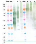 Pan-filovirus Chimeric anti-GP mAb - Figure 1 of 1