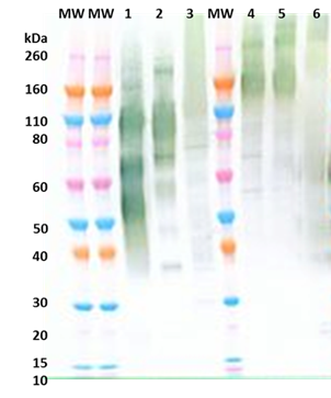 Pan-filovirus Chimeric anti-GP mAb - Figure 1 of 1