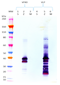 Mouse anti-EBOV VP40 mAb (5B12) - Figure 1 of 1
