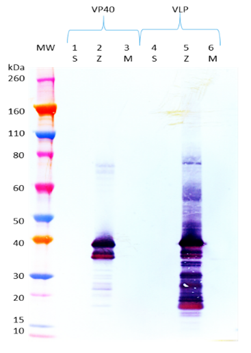 Mouse anti-EBOV VP40 mAb (5B12) - Figure 1 of 1