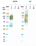 Mouse anti-EBOV GP mAb (4F3) - Figure 1 of 1