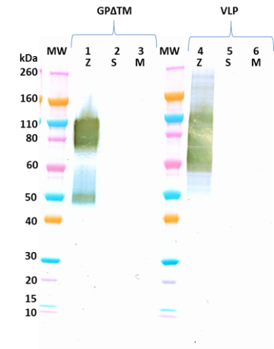 Mouse anti-EBOV GP mAb (4F3) - Figure 1 of 1