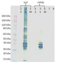 Mouse anti-SUDV VP40 mAb (1G10) - Figure 1 of 1