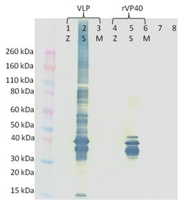 Mouse anti-SUDV VP40 mAb (1G10) - Figure 1 of 1