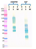 Mouse anti-SUDV GP mAb (2H5) - Figure 1 of 1