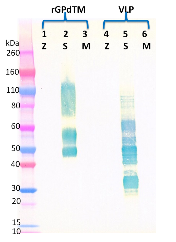 Mouse anti-SUDV GP mAb (2H5) - Figure 1 of 1