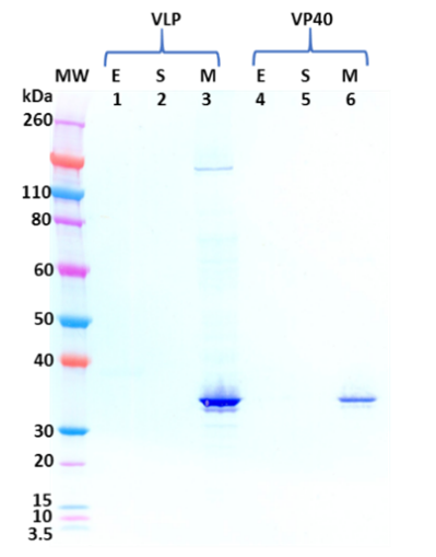 Mouse anti-MARV VP40 mAb (1D1) - Figure 1 of 1