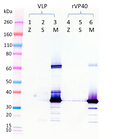 Mouse anti-MARV VP40 mAb (6B1) - Figure 1 of 1