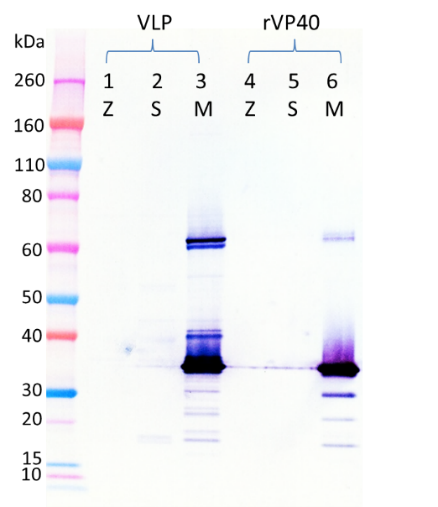 Mouse anti-MARV VP40 mAb (6B1) - Figure 1 of 1