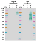 Mouse anti-MARV GP mAb (5C1) - Figure 1 of 1