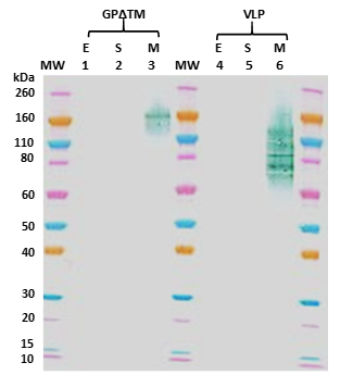 Mouse anti-MARV GP mAb (5C1) - Figure 1 of 1