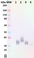 anti-MARV GP chimeric mAb (SB-04) - Figure 1 of 1
