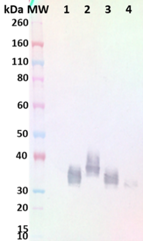 anti-MARV GP chimeric mAb (SB-04) - Figure 1 of 1